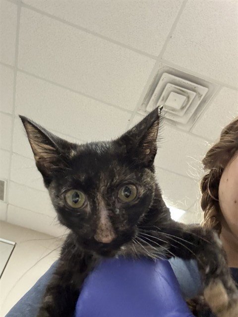 A187826 - Domestic Short Hair available for adoption