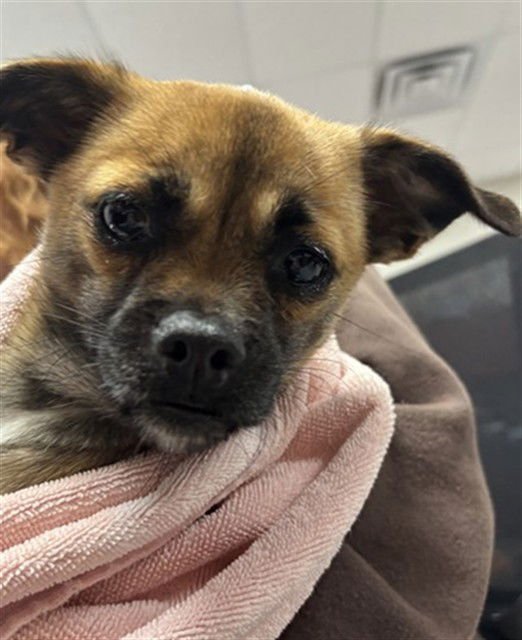 FLORA - Chihuahua / Pug available for adoption