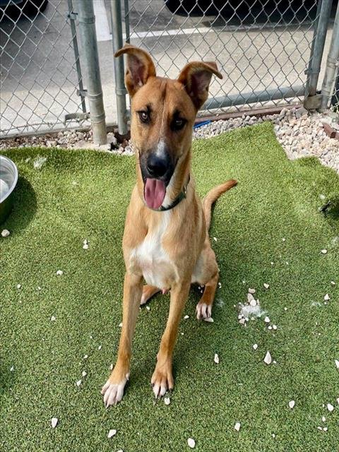 AJ - Carolina Dog available for adoption