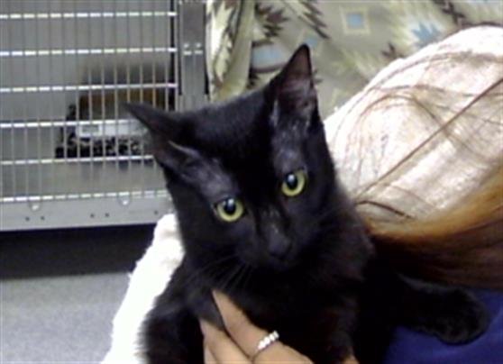 MILO - Domestic Short Hair available for adoption