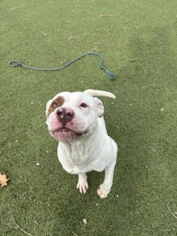 KATRINA - Staffordshire Bull Terrier available for adoption