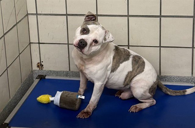 GUMBO - American Bulldog available for adoption