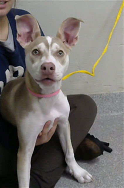 LYCHEE - American Pit Bull Terrier available for adoption