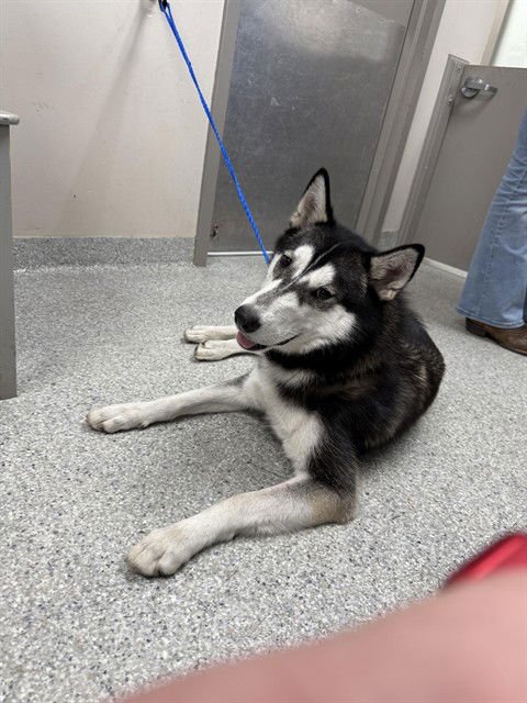 SARABI - Siberian Husky available for adoption