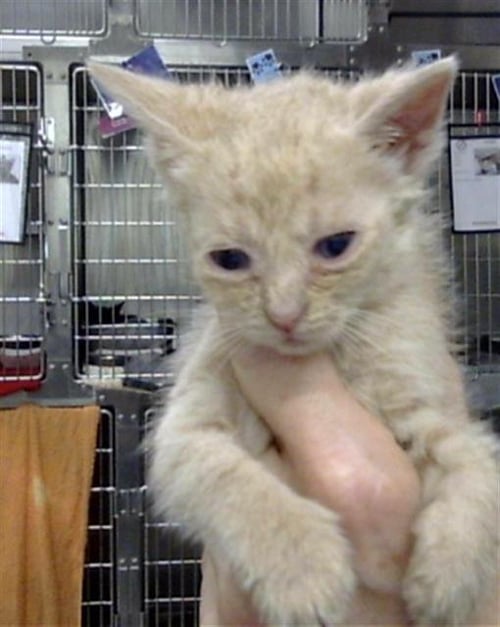 A186494 - Domestic Short Hair available for adoption