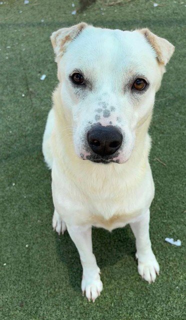 COLBY - Labrador Retriever available for adoption