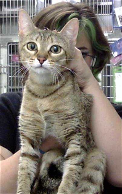 FERN - Domestic Short Hair for adoption in Pasadena