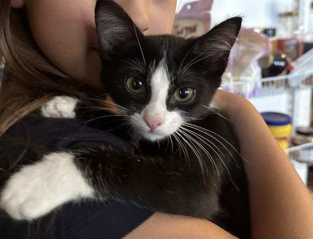 TINY - Domestic Short Hair available for adoption