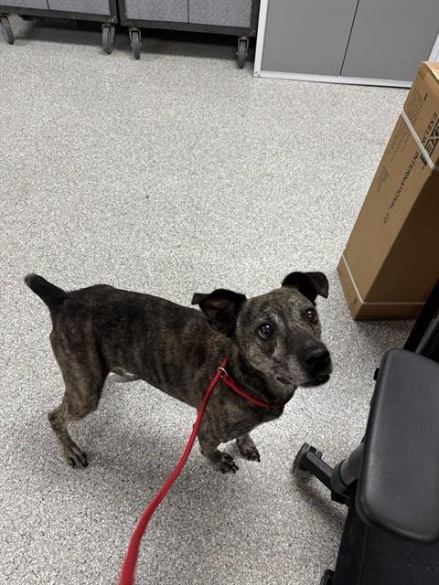 ETHEL - Italian Greyhound available for adoption