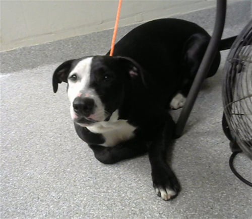 SKIE - American Pit Bull Terrier available for adoption