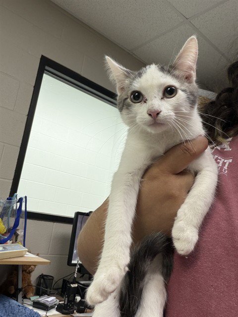 A186731 - Domestic Short Hair available for adoption