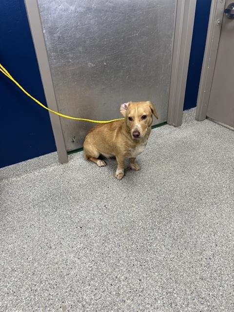 A187256 - Dachshund / Labrador Retriever available for adoption