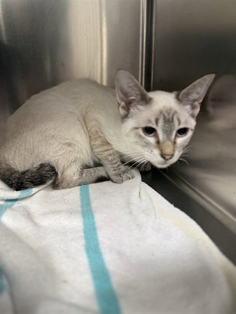 A187849 - Domestic Short Hair available for adoption