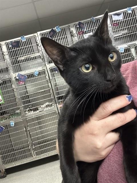 ASTRID - Domestic Short Hair available for adoption