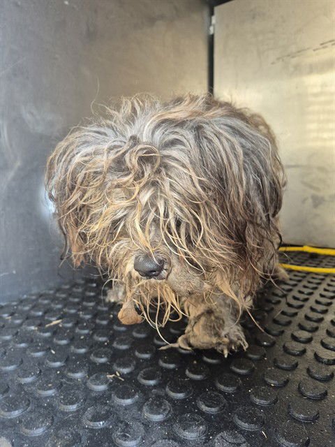 JOEJO - Lhasa Apso available for adoption