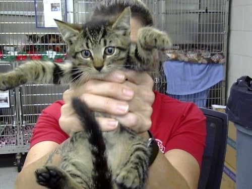 A188099 - Domestic Short Hair available for adoption