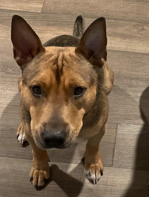 REX - Staffordshire Bull Terrier available for adoption