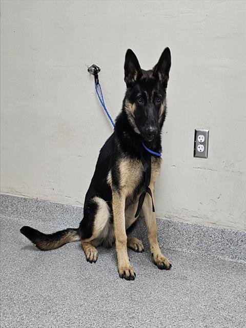 GUS - German Shepherd Dog available for adoption