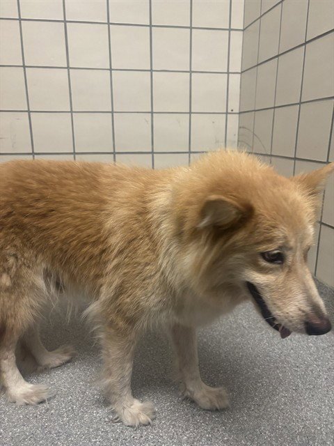 A186663 - Siberian Husky available for adoption
