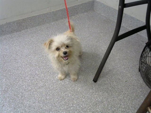 A183306 - Yorkshire Terrier Yorkie available for adoption