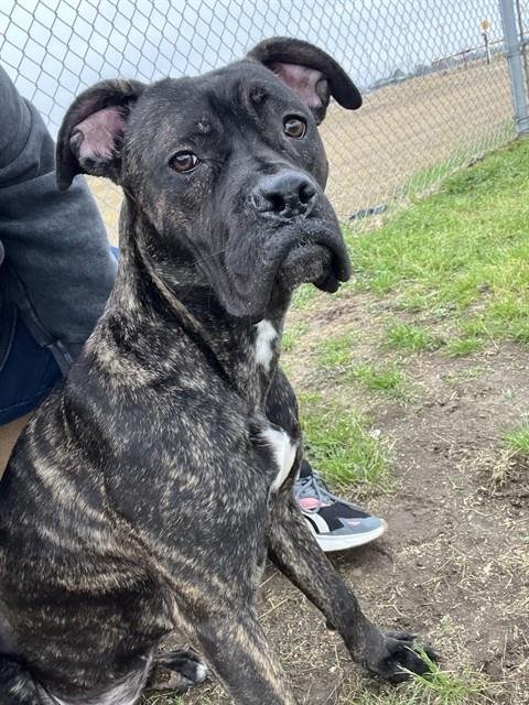 CORALINE - Boxer available for adoption