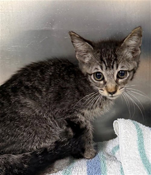 A184343 - Domestic Short Hair available for adoption