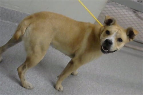 BEAUTY - American Pit Bull Terrier available for adoption