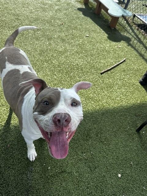 PHARAOH - American Pit Bull Terrier available for adoption