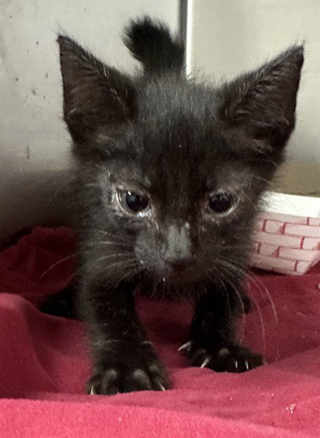 A187254 - Domestic Short Hair available for adoption