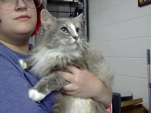 A186898 - Domestic Medium Hair available for adoption