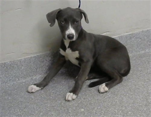 A185189 - American Pit Bull Terrier available for adoption