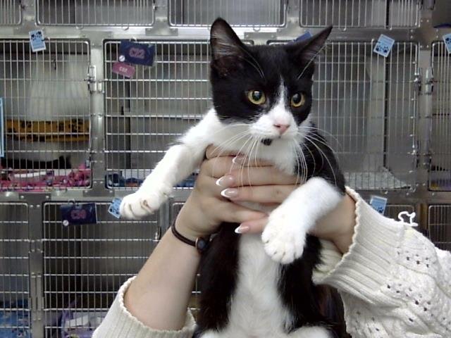 ZENITSU - Domestic Short Hair available for adoption