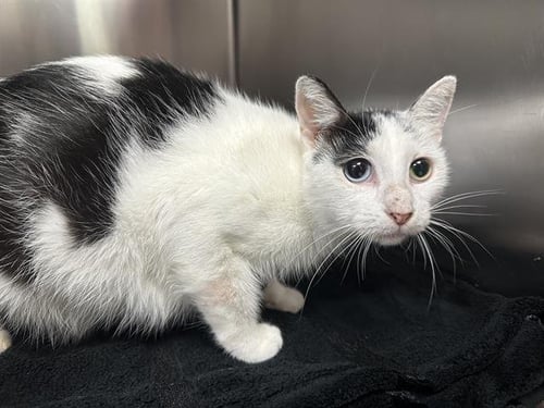 A187352 - Domestic Short Hair available for adoption