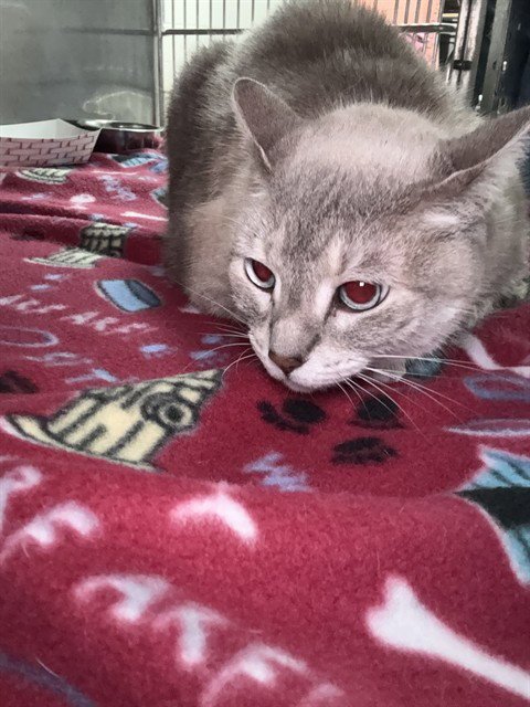 KIKITA - Siamese available for adoption