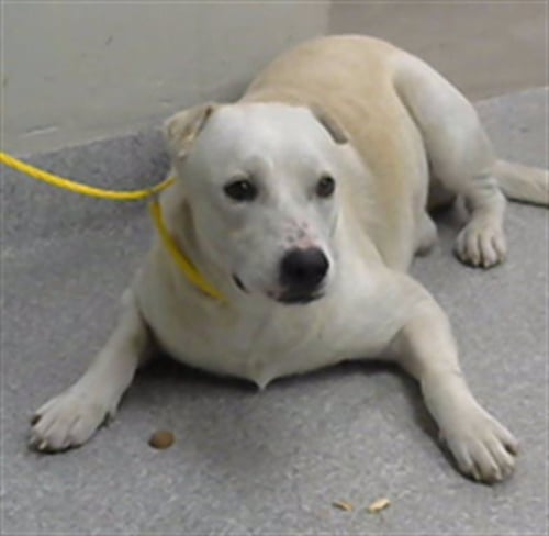 COLBY - Labrador Retriever available for adoption