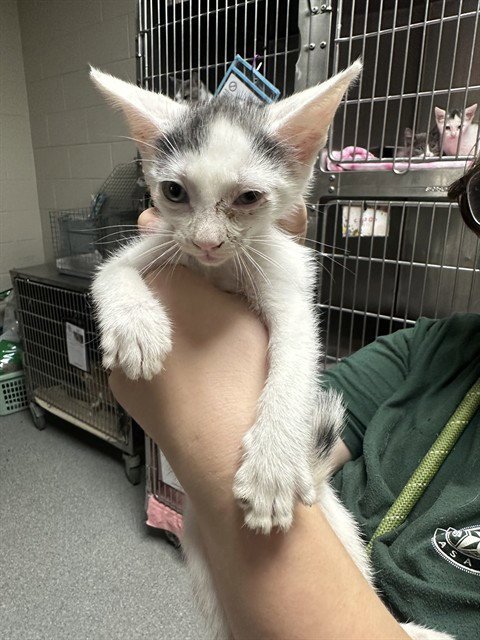 A188675 - Domestic Short Hair available for adoption