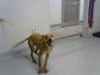 RUBY - Photo 1