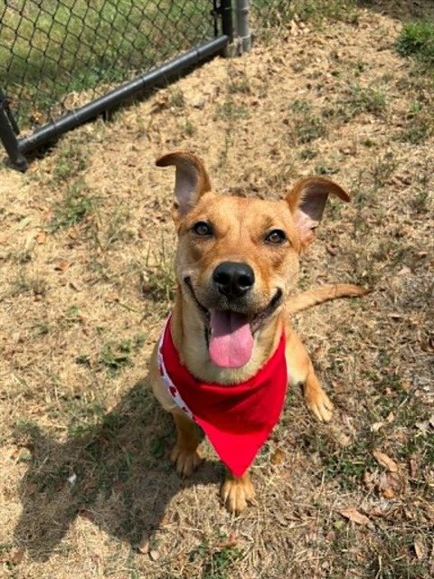 RUBY - Carolina Dog available for adoption
