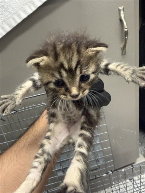 A186598 - Domestic Short Hair available for adoption