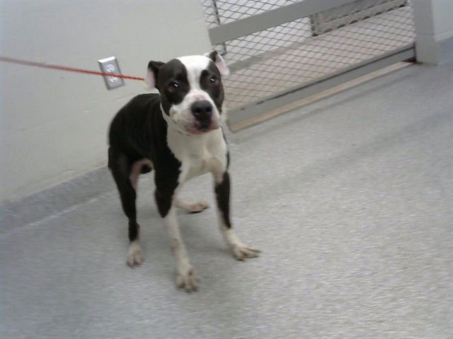 WASABI - American Pit Bull Terrier available for adoption