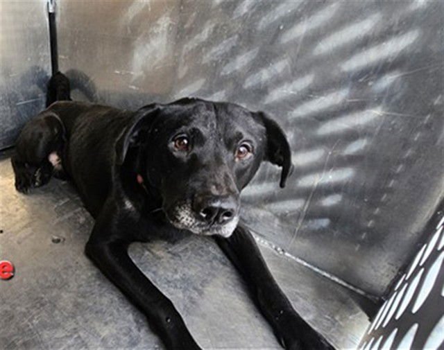 BLACKIE - Labrador Retriever available for adoption