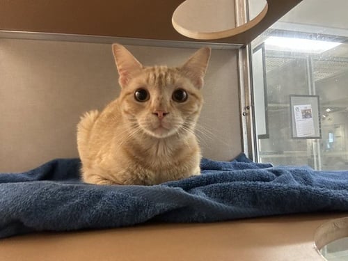 ASLAN - Domestic Short Hair available for adoption