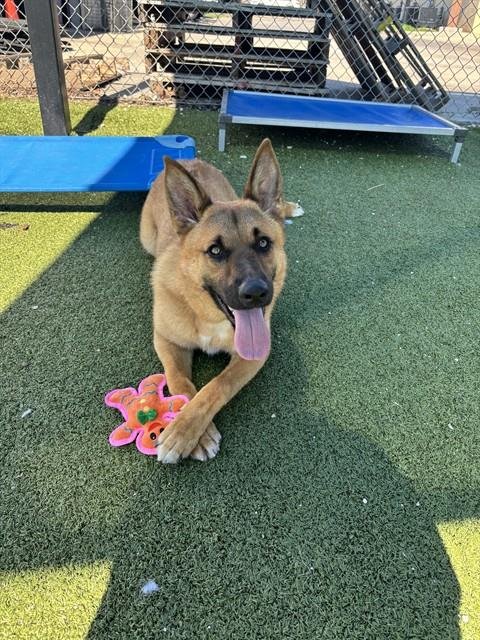 MIA - German Shepherd Dog available for adoption