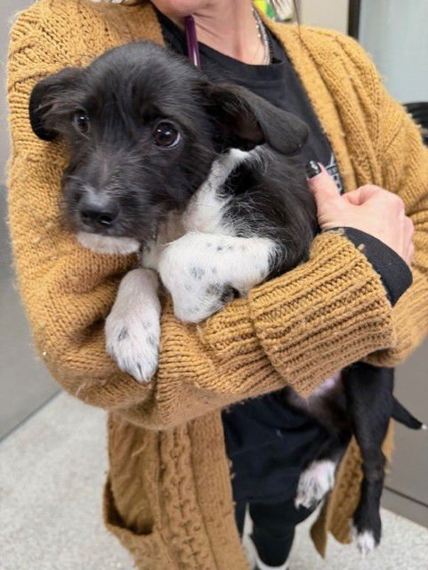 A183406 - Parson Russell Terrier available for adoption