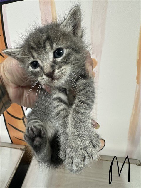A189072 - Domestic Short Hair available for adoption
