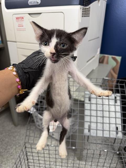 A186642 - Domestic Short Hair available for adoption