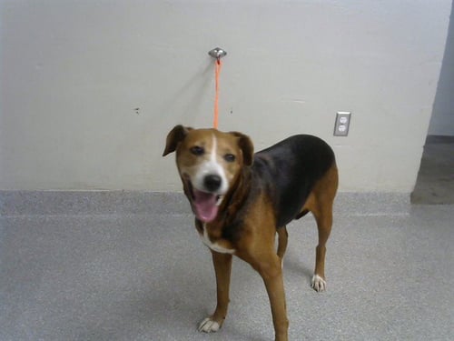 BETTY - Harrier available for adoption
