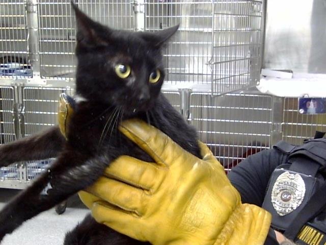 MAYA-MAE - Domestic Short Hair available for adoption