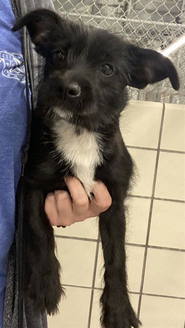 DAISY - Miniature Schnauzer available for adoption