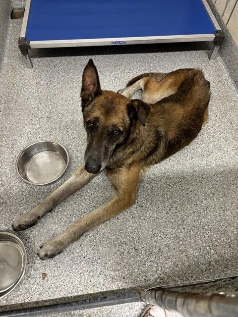 DANIELS - Belgian Shepherd Malinois available for adoption